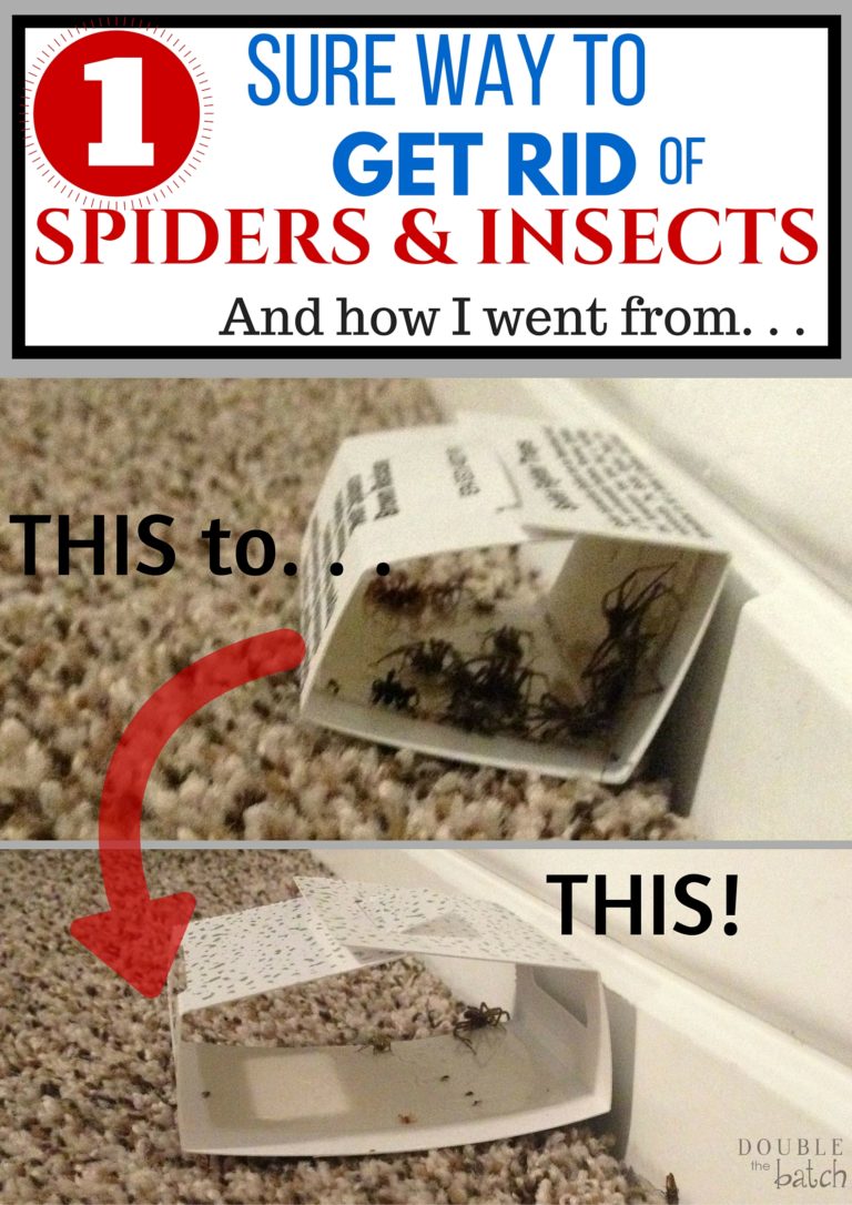 Best Way To Get Rid Of Spiders Home Spider Control