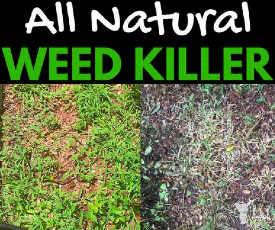 A weed killer that is all natural with common household items! Seriously works great! Check it out!