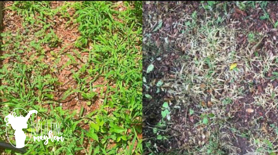 Stop the weeds from growing and kill them from overtaking your yard with this natural weed killer! Only 3 ingredients