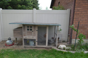 EGG-TASTIC Back yard chickens for Beginners