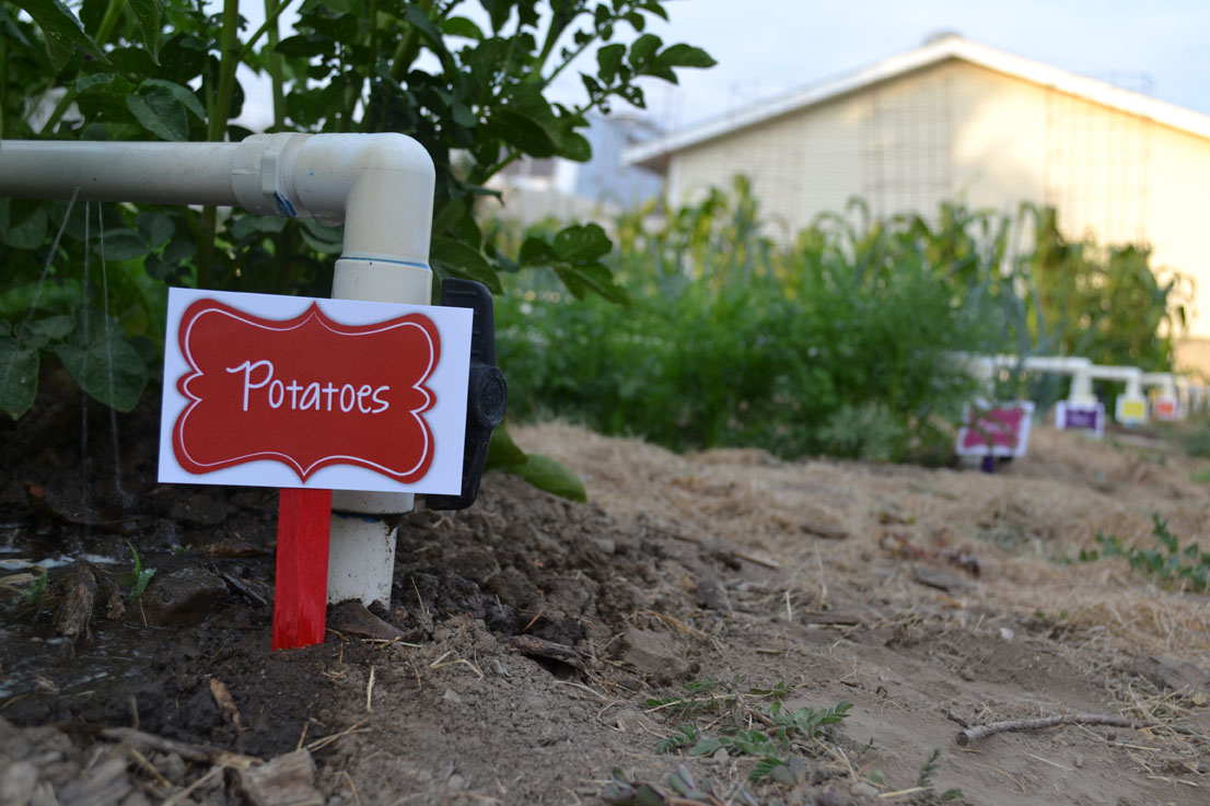 DIY Garden Labels