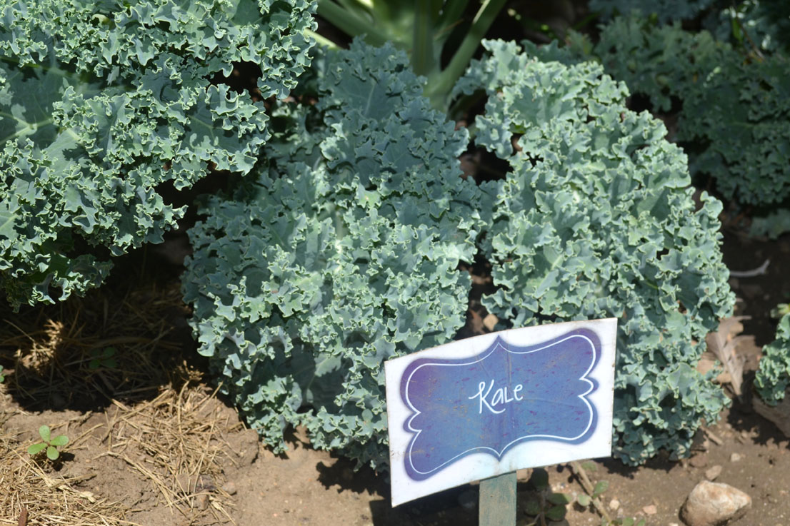 kale, garden