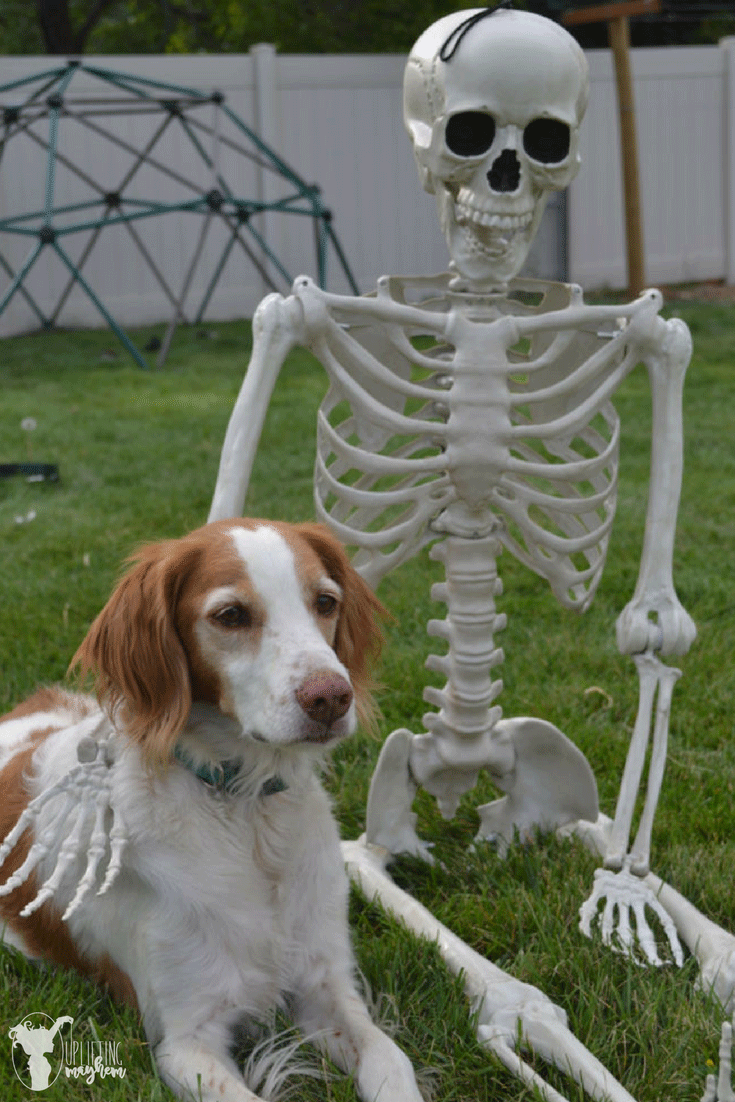 "Elf on the Shelf" Skeleton 