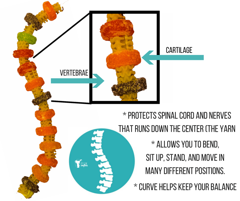 Make your own model backbone activity