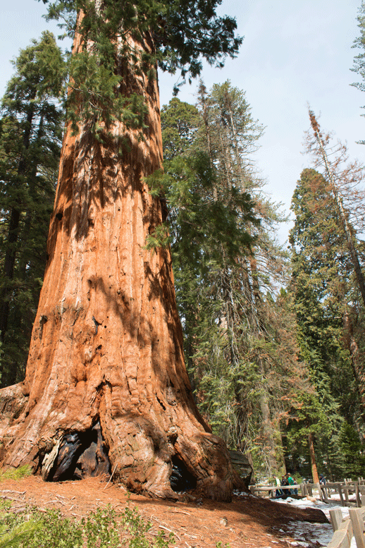 Sequoia National Park Ultimate Travel Guide: Everything you need to know about this amazing park. Routes, hikes, and lots of other tips to make your trip amazing! 