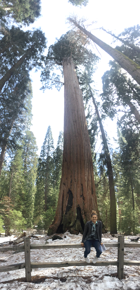 Sequoia National Park Ultimate Travel Guide: Everything you need to know about this amazing park. Routes, hikes, and lots of other tips to make your trip amazing!