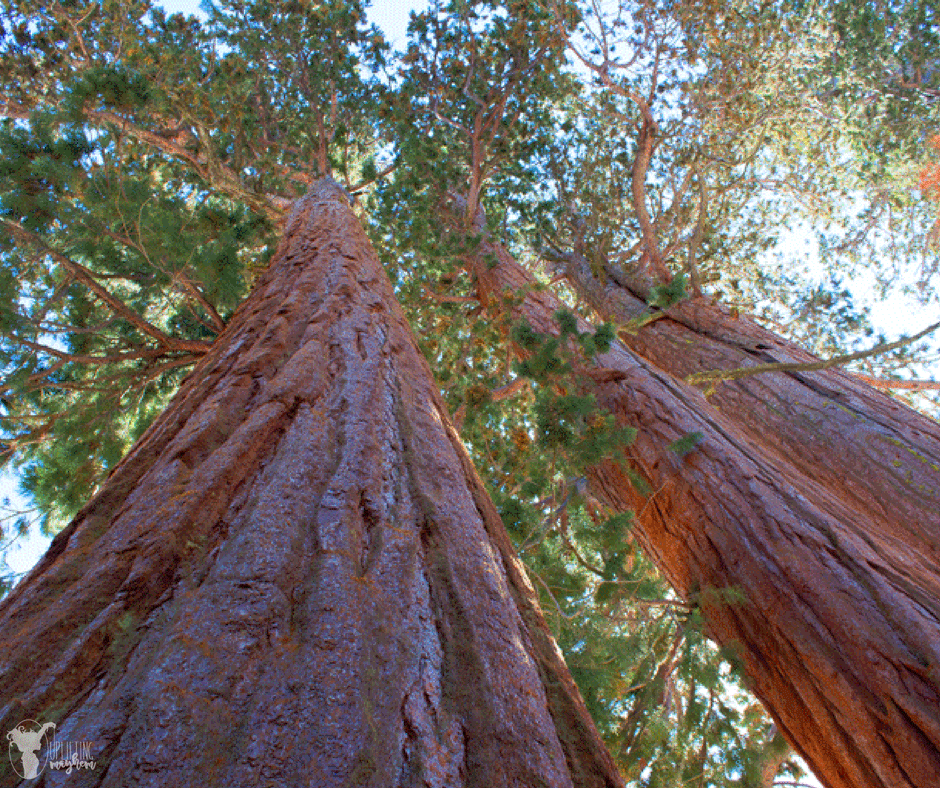 Sequoia National Park Ultimate Travel Guide: Everything you need to know about this amazing park. Routes, hikes, and lots of other tips to make your trip amazing!