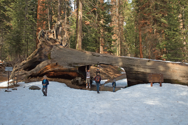 Sequoia National Park Ultimate Travel Guide: Everything you need to know about this amazing park. Routes, hikes, and lots of other tips to make your trip amazing! 