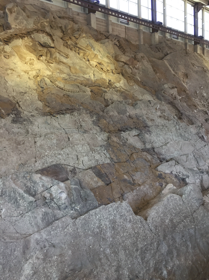 Dinosaur bones in their natural habitat, you can touch them over 1500 of them