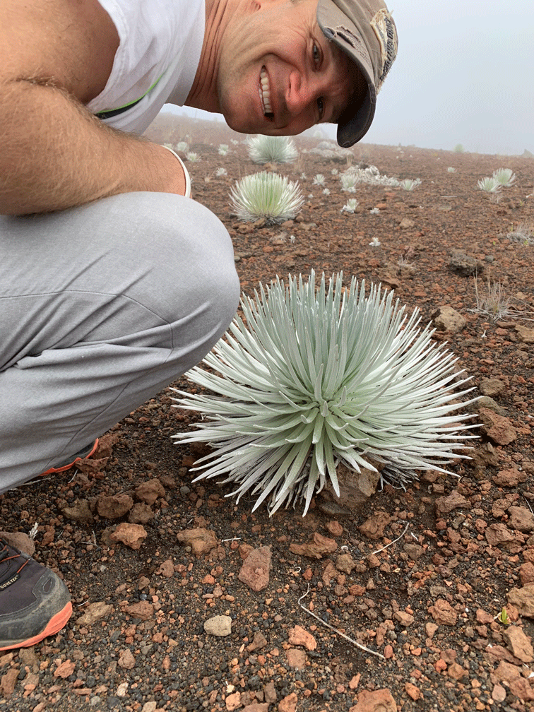 The endangered species, Silver Sword, that grows on Mount Haleakala in Hawaii