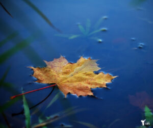 The Well Educated Heart philosophy in action. Learn and observe how you can apply the Well Educated Heart into your own home. Make your education your own and inspire your children to do the same! Study of the ocean and leaves to warm the hearts of young children.